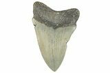 Serrated, Fossil Megalodon Tooth - North Carolina #297270-1